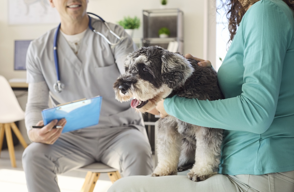 Male veterinarian discussing pet care with a dog owner holding a small black and white dog.