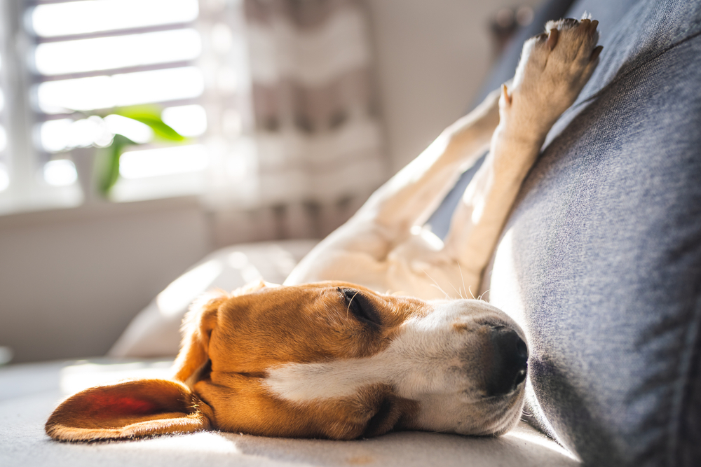 Tired beagle dog sleeps on a couch in bright room